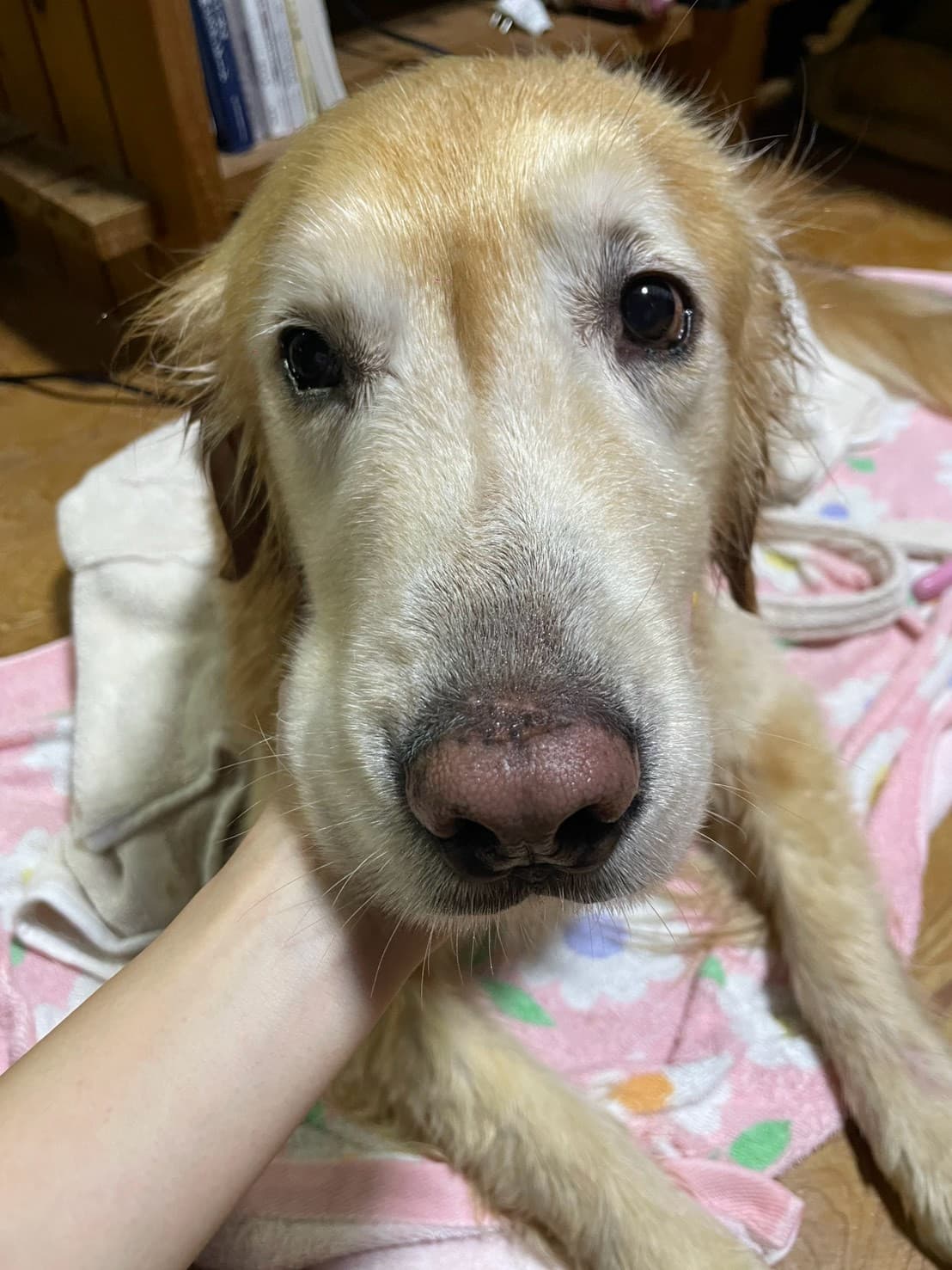 ご自宅でくつろぐシニアのゴールデンレトリバー