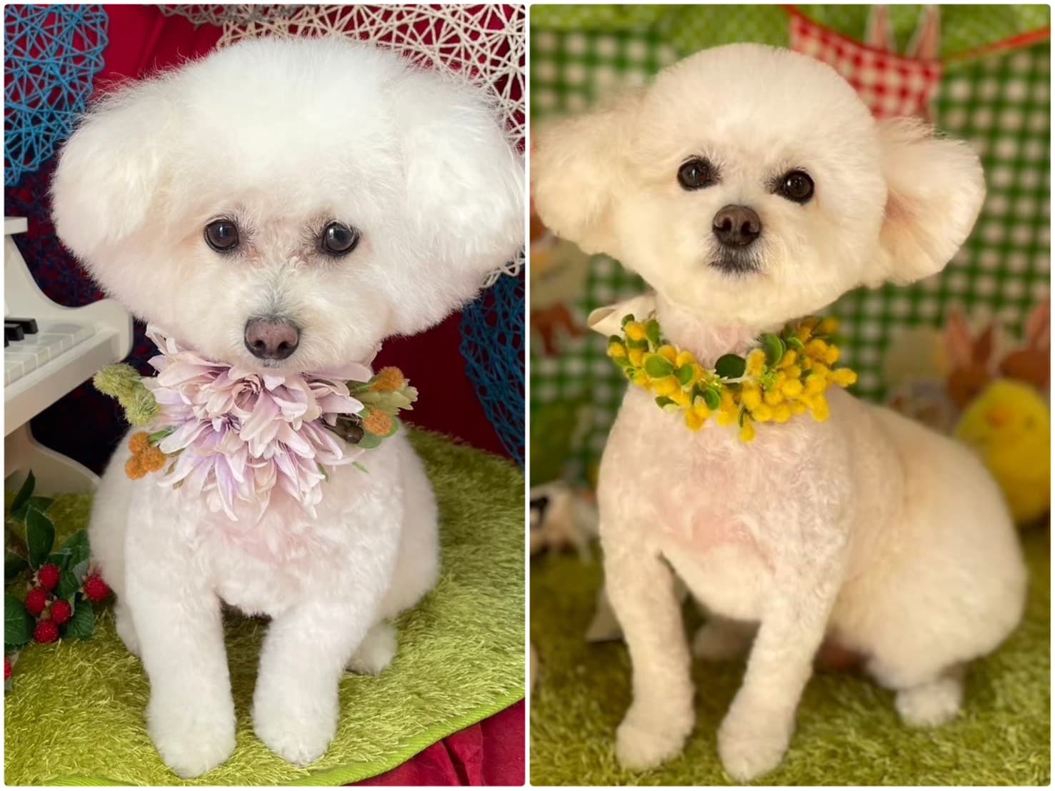 トリミング後にお花の首飾りをつけて記念撮影する2頭のビションフリーゼ