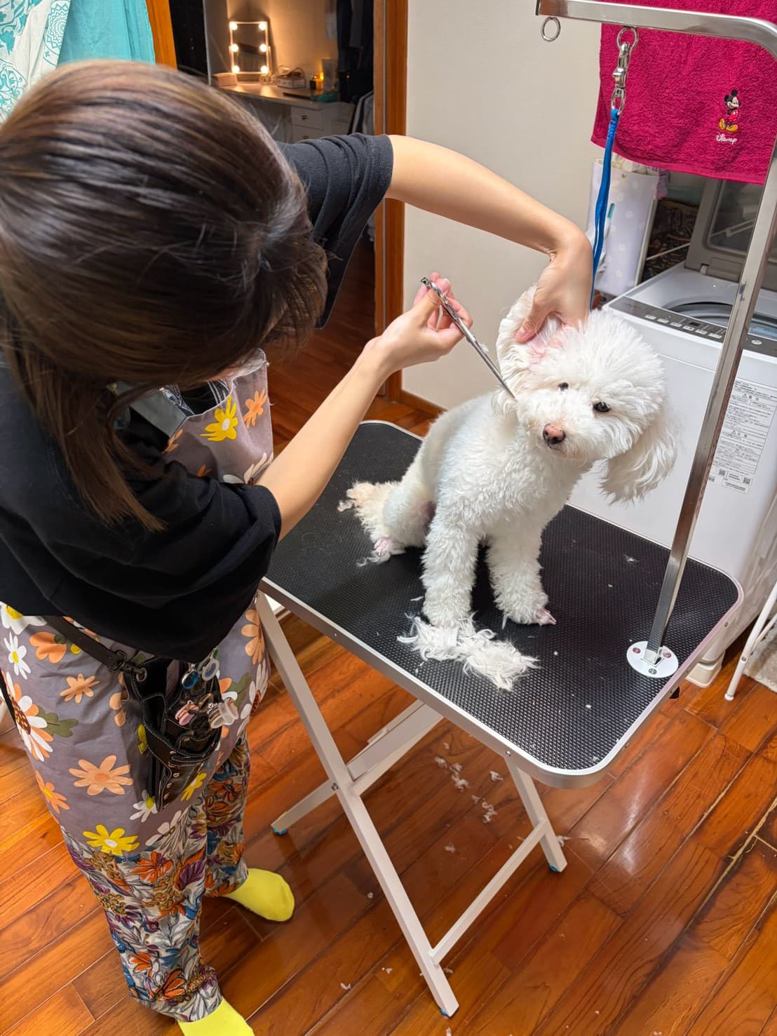 自宅でのトリミングでビションフリーゼの耳まわりをハサミで丁寧に整える様子